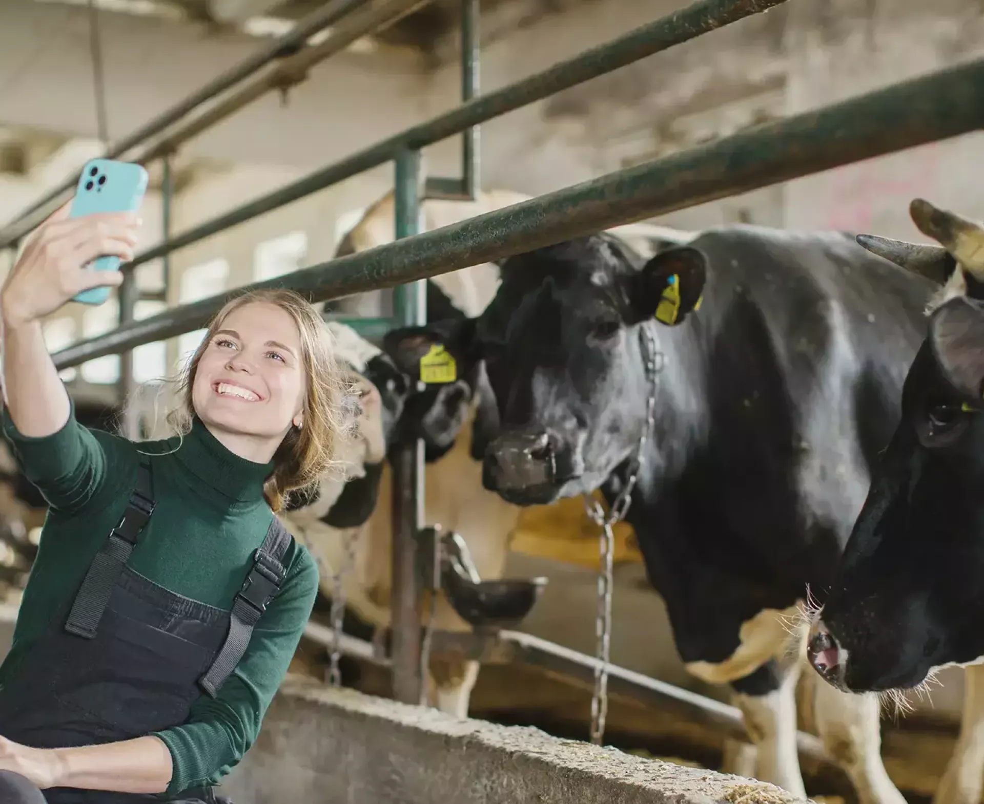 Een vrouw maakt een selfie met koeien in een stal.