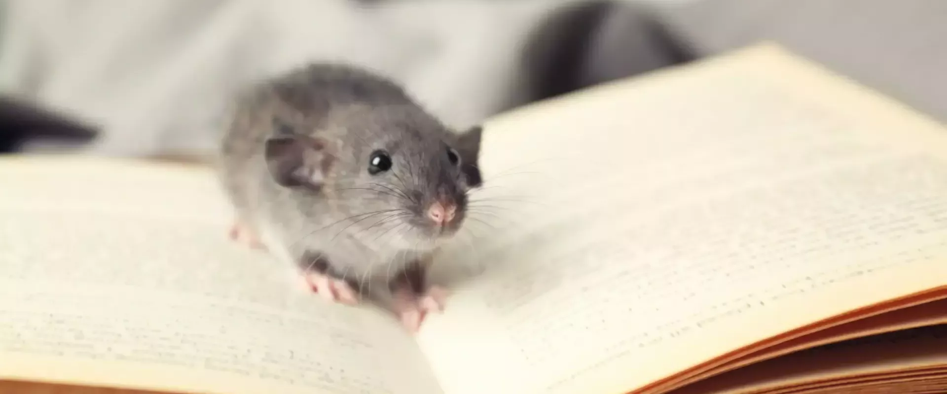 Kleine muis zittend op een open boek.