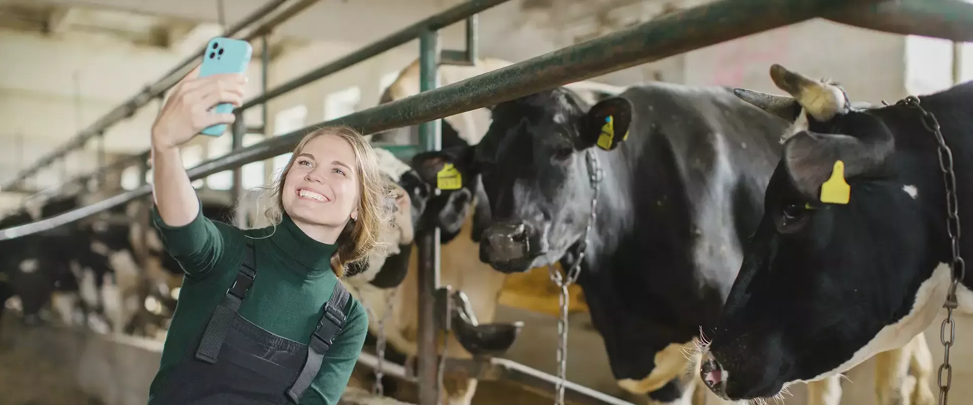 Een vrouw maakt een selfie met koeien in een stal.