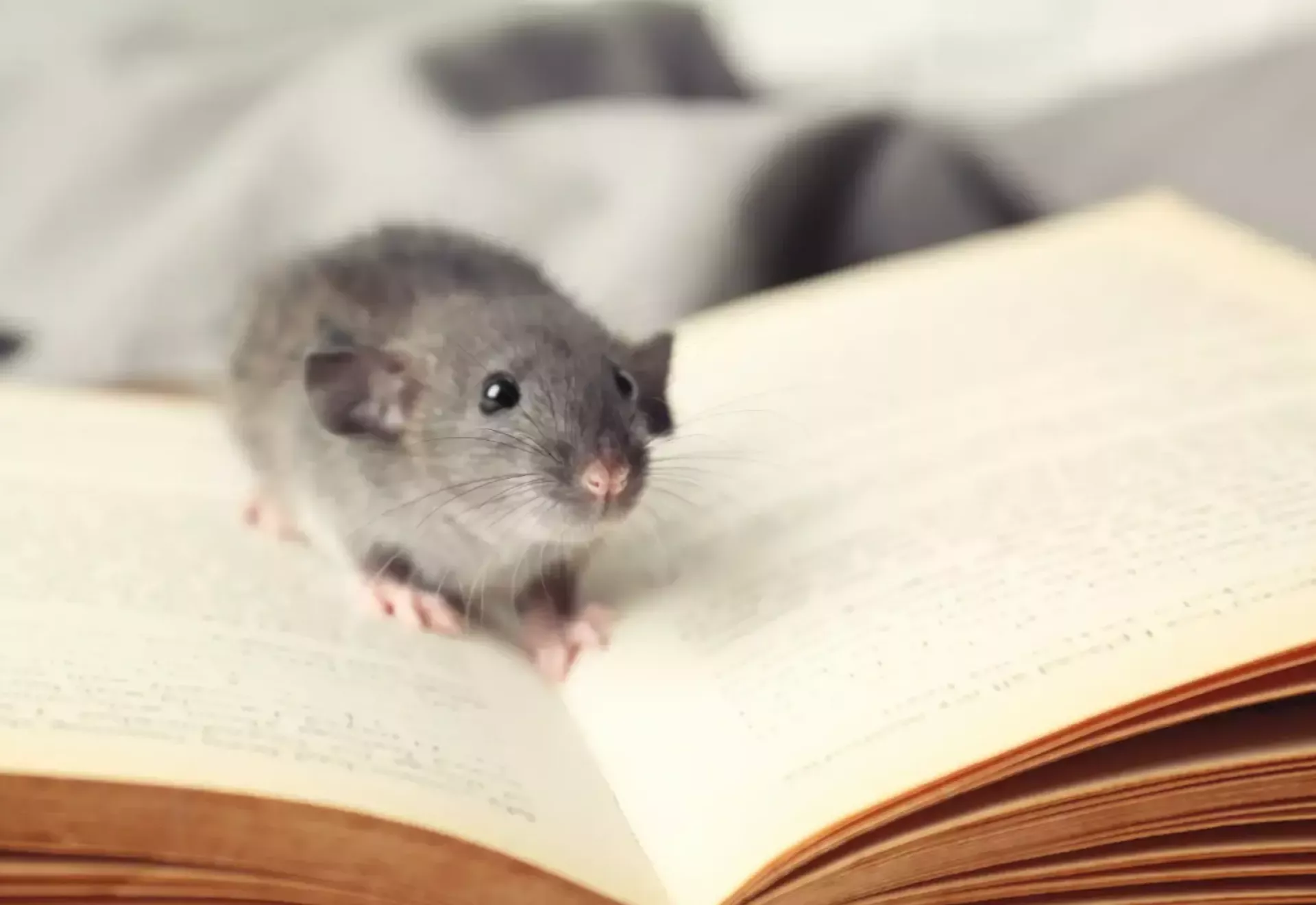 Kleine muis zittend op een open boek.
